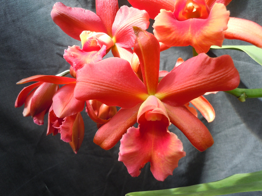 Blc. Western Princess `Waldor&