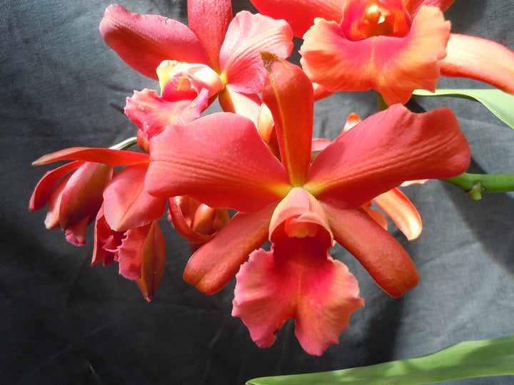 Blc. Western Princess `Waldor&