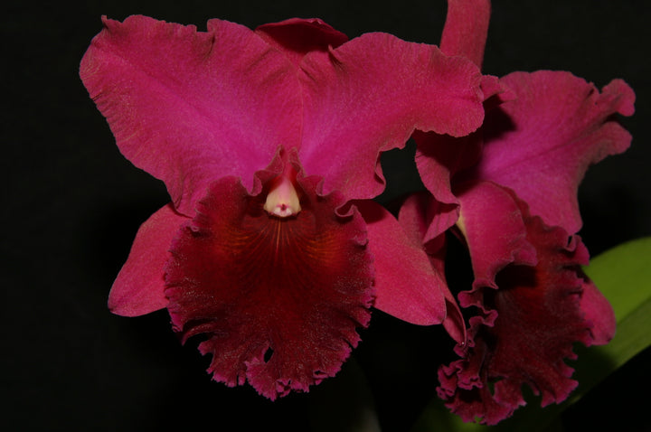 Blc. Yonges Island `Newberry&