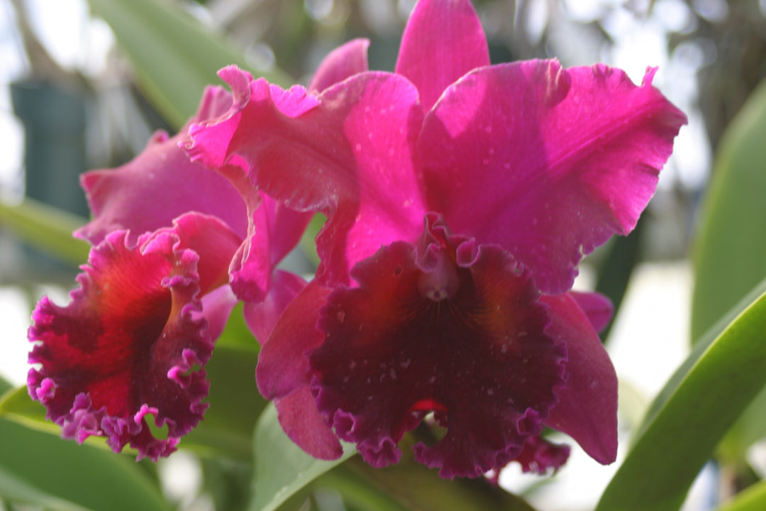 Blc. Yonges Island `Newberry&