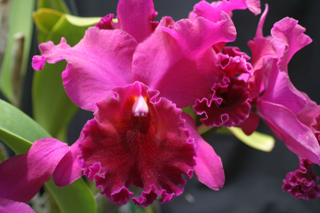 Blc. Yonges Island `Newberry&