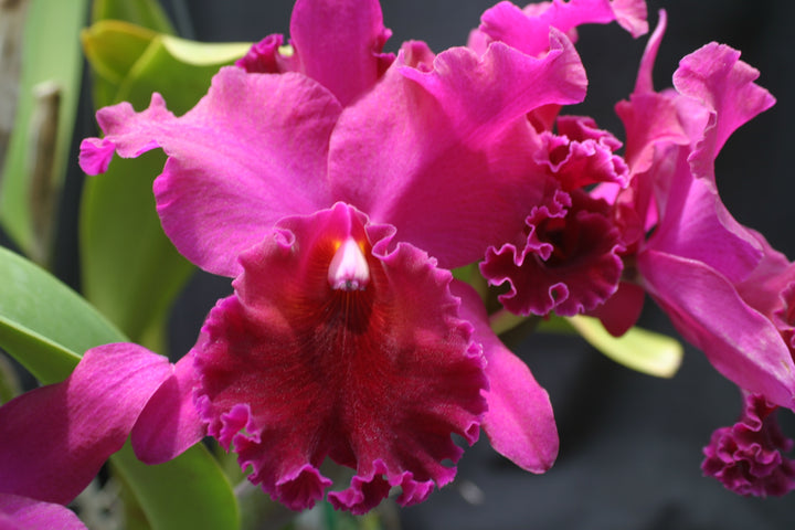 Blc. Yonges Island `Newberry&