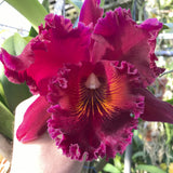 大写字母。 （Carolina Golden D'Or `Lenette #2' AM x Dan O'Neil `Jubilee' HCC）4" 锅