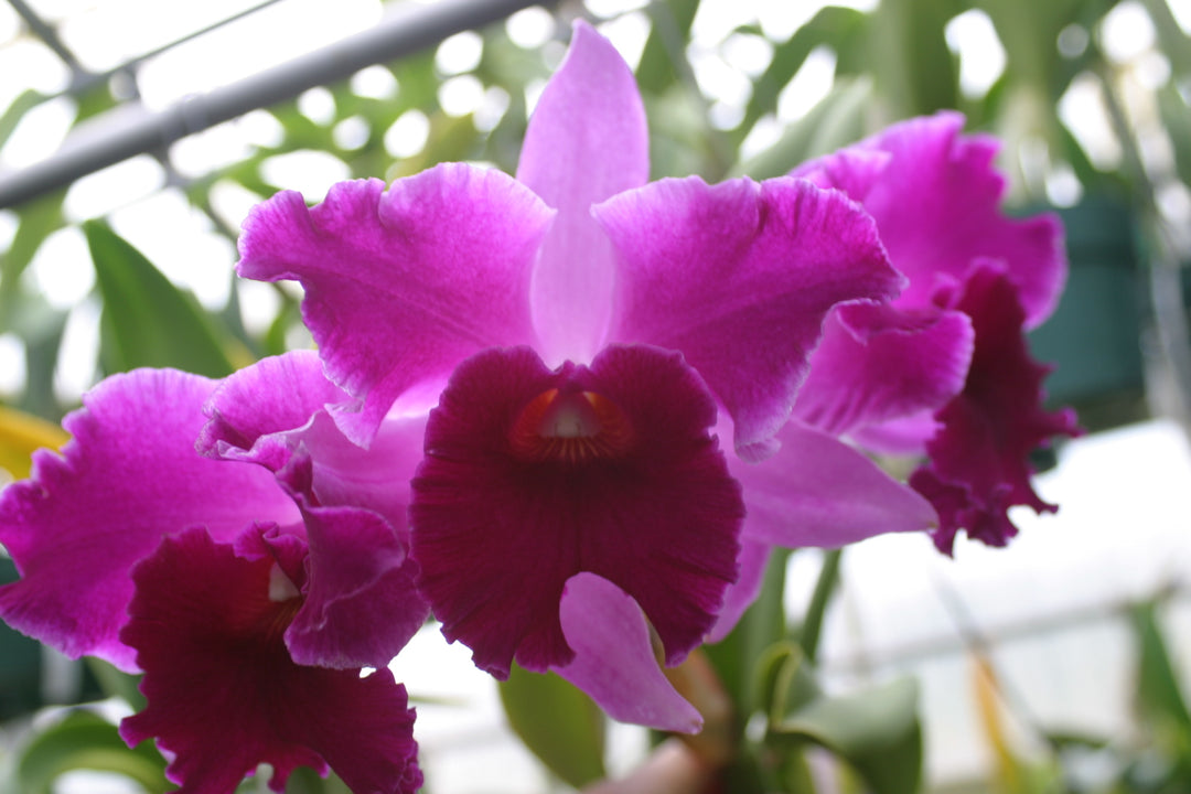 Blc. Don de Michaels `Razzmatazz&