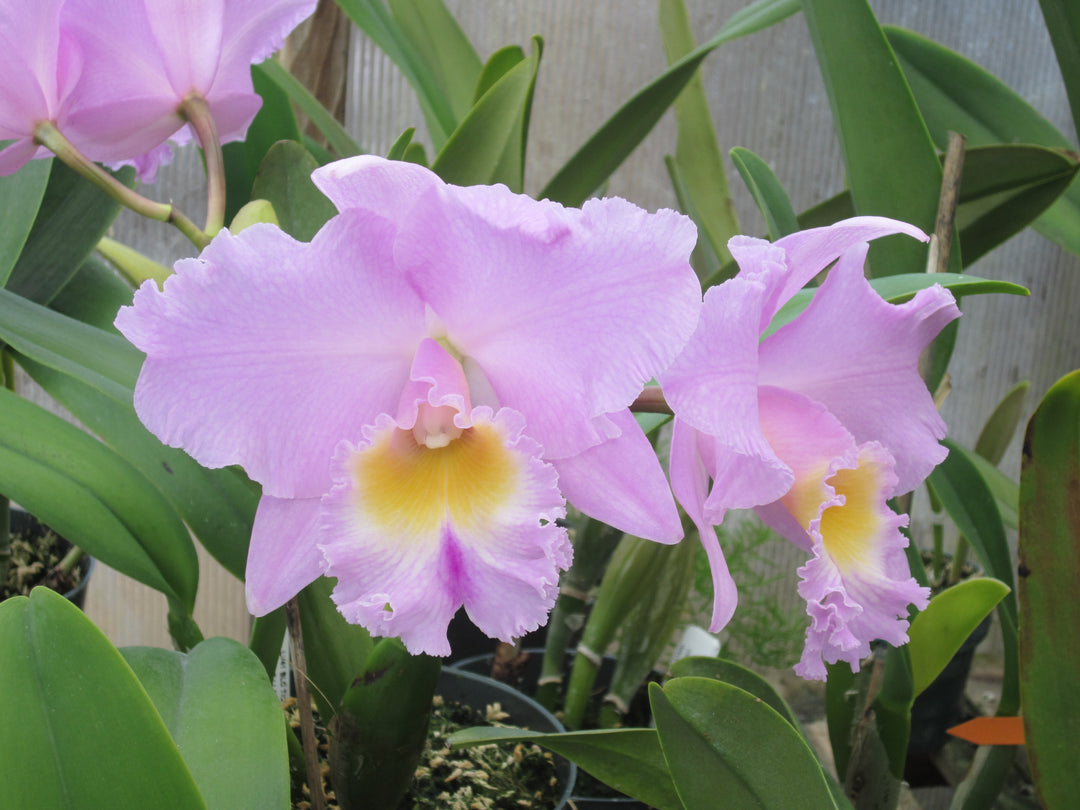 Blc. Tickled Pink `Blumen Insel&