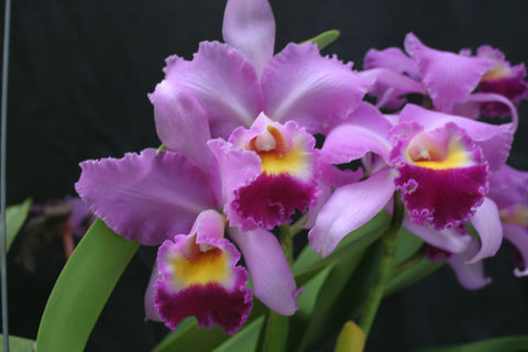 C. Barbara Kinney `First Fancy' Div #1 Original Cattleya Orchid Plant