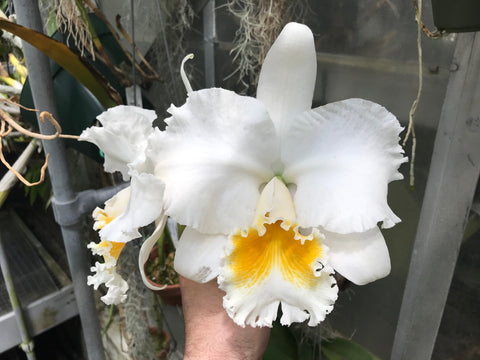 Maceta. Love Passion 'Orange Bird' AM/AOS Maceta de 4"