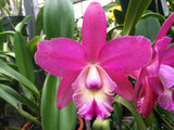 C. Brabantiae `Sentinel's Surprise' AM/AOS Original Cattleya Orchid Plant DIV #1