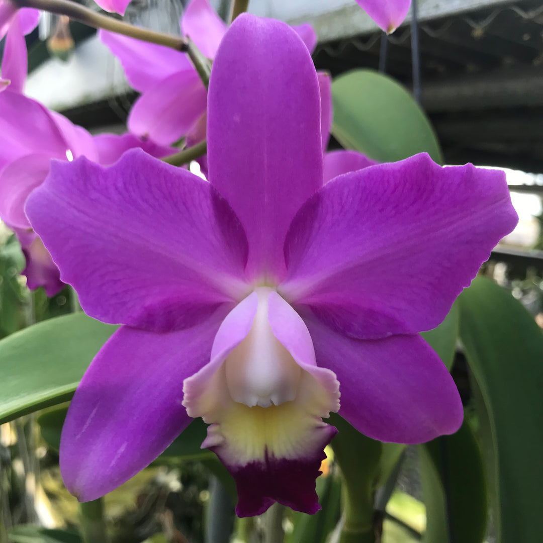 C. Breautiana `Lily Davis&