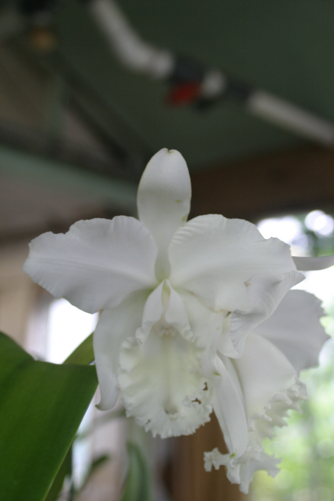 C. Clear Morn `Rainforest&