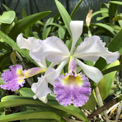 C. Eleanor coerulea `Lamb's Best' (Hardyana x warscewiczii) Cattleya 2