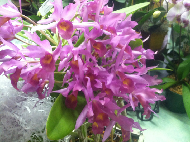 C. x guatemalensis `Jamaican Sunset&