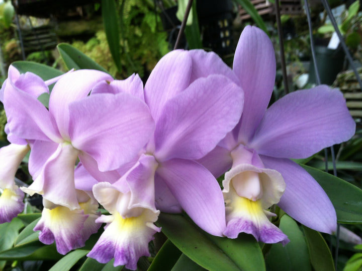 C. Heathii `Becky&