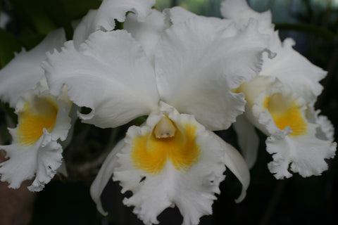 C. Louis and Carla `Summer Supreme' Original Div #1 Select Cattleya Orchid Plant