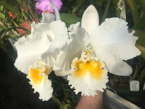 C. Lynn Spencer `Pearl' HCC/AOS Original Div #2 Select  Orchid Plant