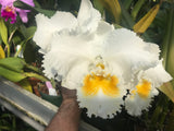 C. Lynn Spencer `Pearl' HCC/AOS Original Div #2 Select  Orchid Plant