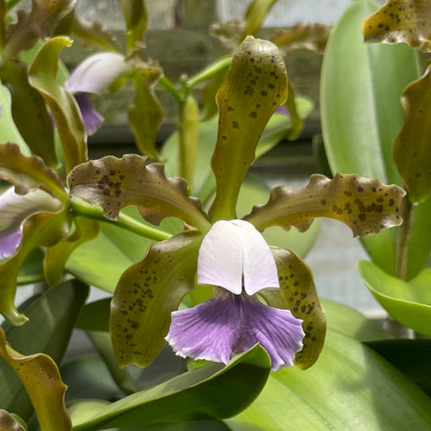 C. schilleriana coerulea (`RL Burnside' AM/AOS x self) Species Cattleya Orchid 2.5" Pot