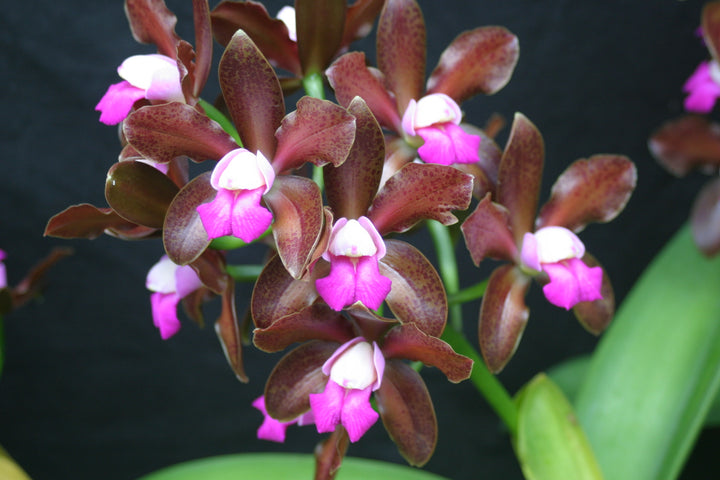 Lc. (Jalapa 4n `SVO Spotted&
