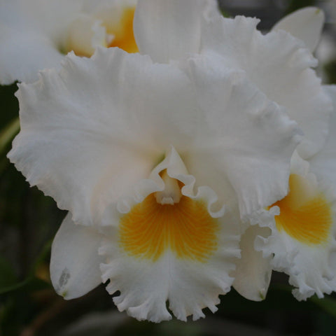 Blc. (Rolling Thunder `El Toro' AM/AOS x C. Old Sierra) Seedling 4" Pot.