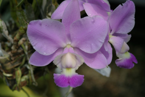 C. Snow Blind `A' Div #1 Original Division Cattleya Orchid Plant