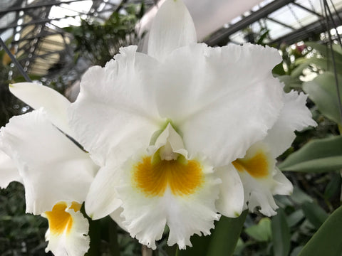 C. ThatchMo `Waldor' Division #1 Select Cattleya Orchid Plant