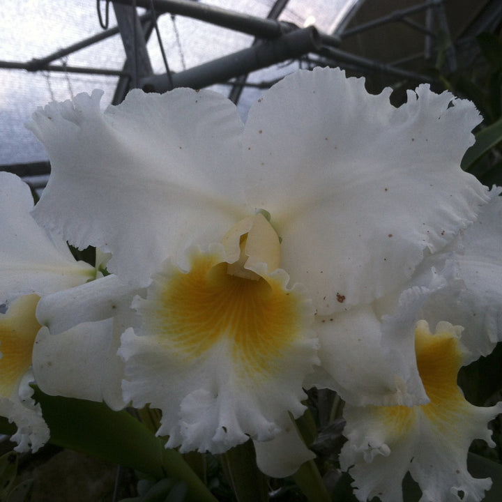 C. [(Swan Lake x Sierra Blanca) x Helen P. Dane `Magnifica&