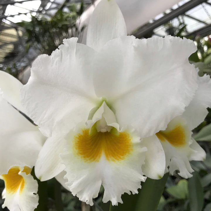 C. [(Emile Geschick x Mrs. Myra Peeters) x ThatchMo] 2.5" Pot