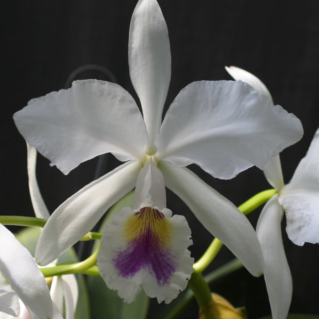 C. labiata semi-alba (`Waldor&