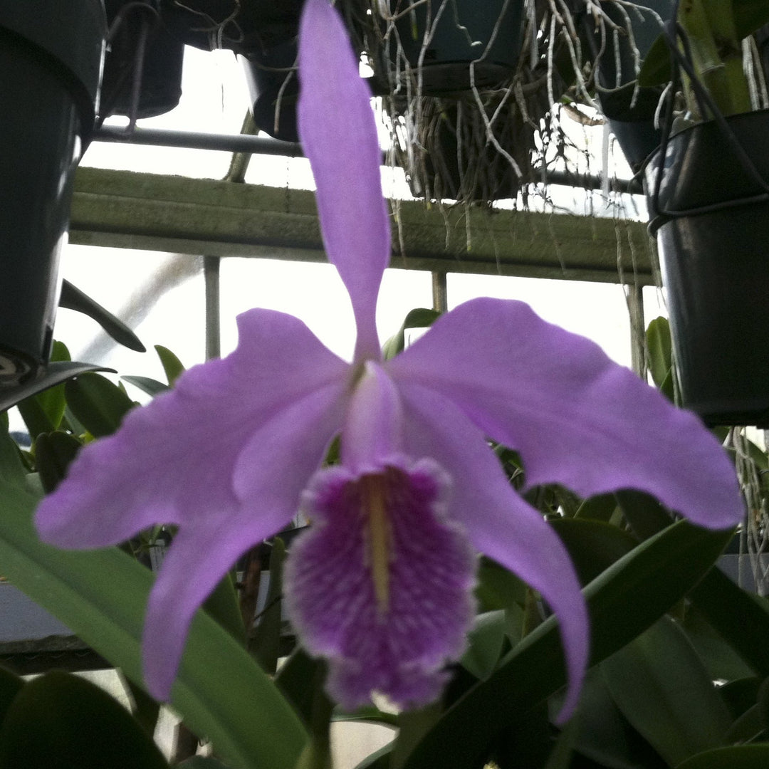 C. maxima (`Gorgeous&