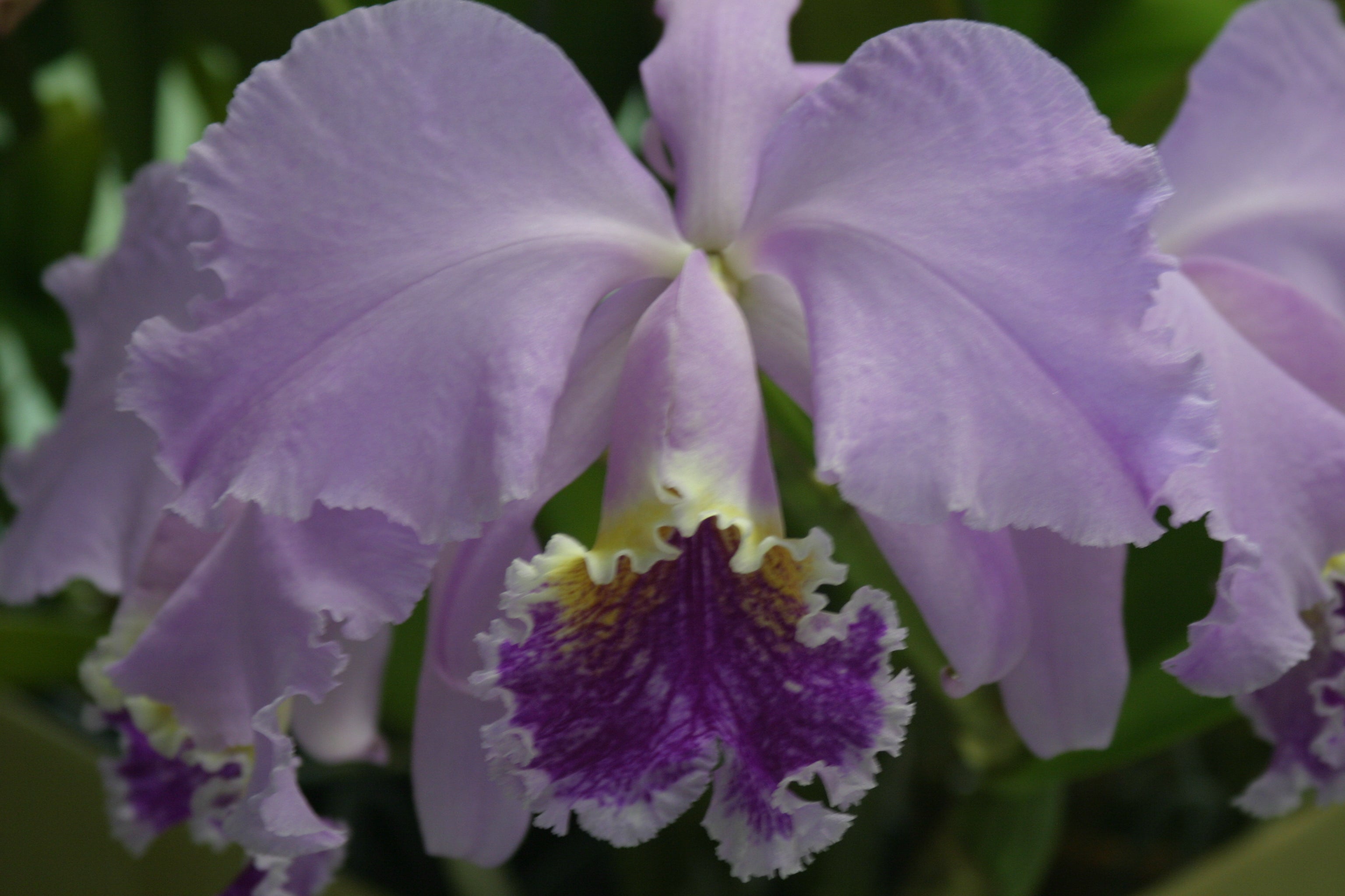 C. mossiae `Mrs. JT Butterworth' FCC/AOS (species) Meristem Cattleya O