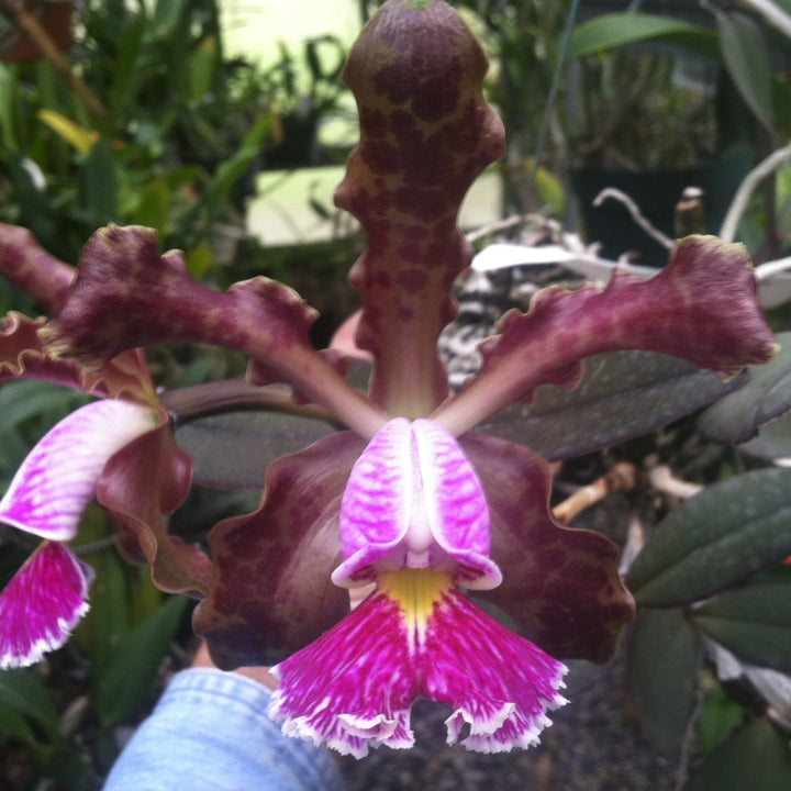 C. Kerchoveana (schoefieldiana x schilleriana)  Orchid 2.5" Pot,