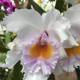C. schroederae (`Melida' x `The Baron' FCC/RHS) Cattleya Species 2.5" Pot