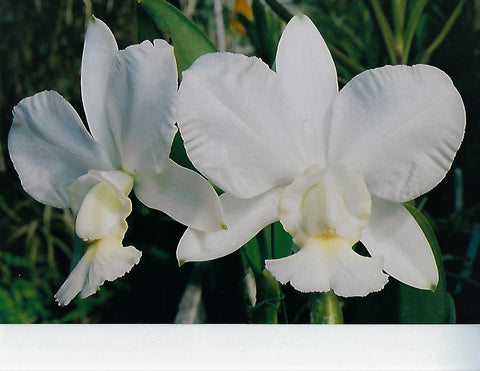 C. walkeriana `Jonny Angel AM/AOS Div #3 Original Division Species Cattleya Orchid Plant