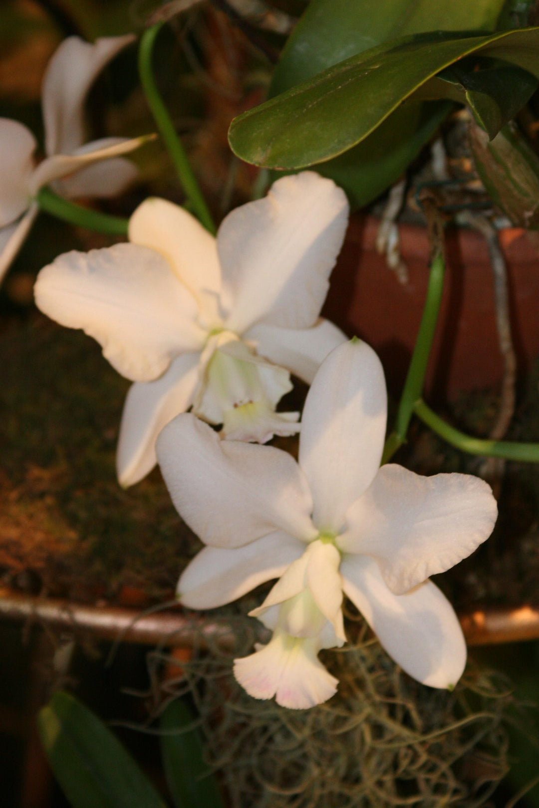 C. walkeriana `Pendentive&