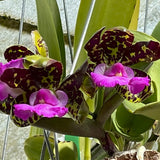 C. aclandiae (`Grace' HCC x `Holy Mackerel' AM) Species Cattleya Orchid Plant 2.25" Pot