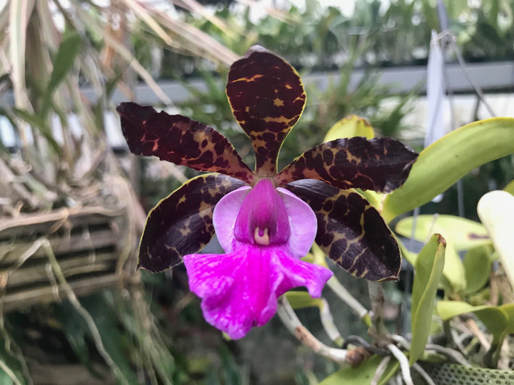 C. aclandiae nigrescens Cattleya Orchid Plant