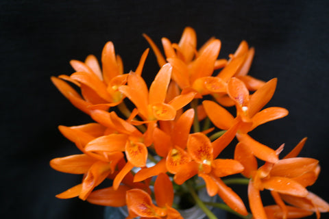 C. aurantiaca JS-2133 Div #1 Select Species Cattleya Orchid Plant