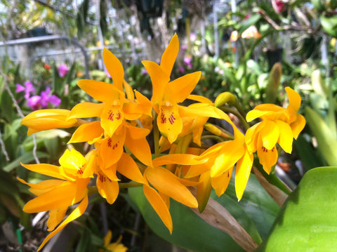 C. aurantiaca `Golden Dew' AM/AOS Div #1 Select Species Cattleya Orchid Plant