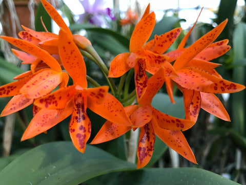 C. aurantiaca `Mishima Spots' BM/JGP Div #2 Select Species Cattleya Orchid Plant