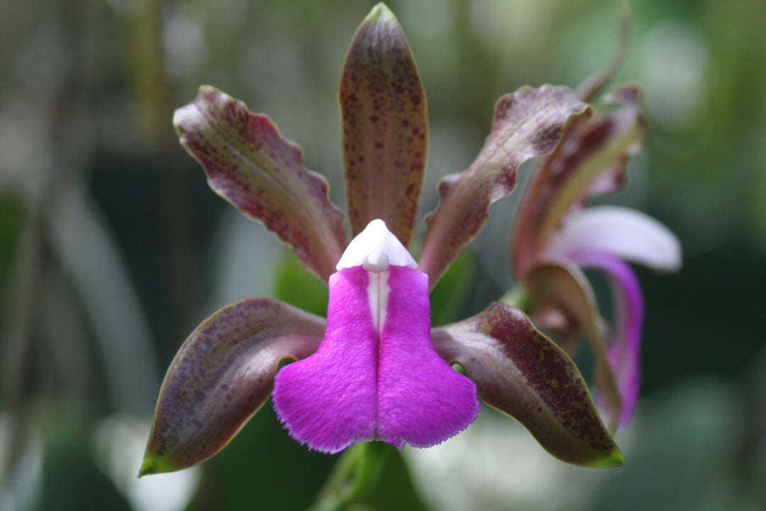C. (bicolor `Erato&