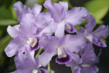 C. bowringiana coerulea `Linwood' Division #1 Original Division Cattleya Orchid Plant