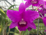 C. bowringiana `Odom's Orchids II' Division #2 Original Division Cattleya Orchid Plant