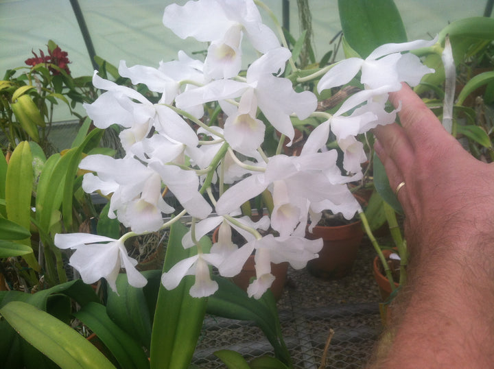 C. bowringiana albescens `Waldor&
