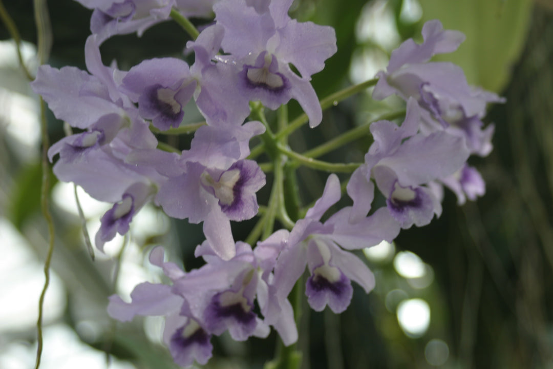 C. bowringiana coerulea `Blue Angel&