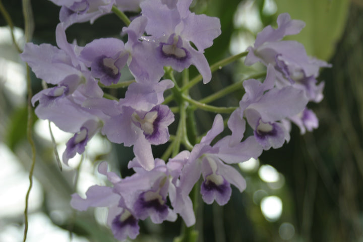 C. bowringiana coerulea `Blue Angel&