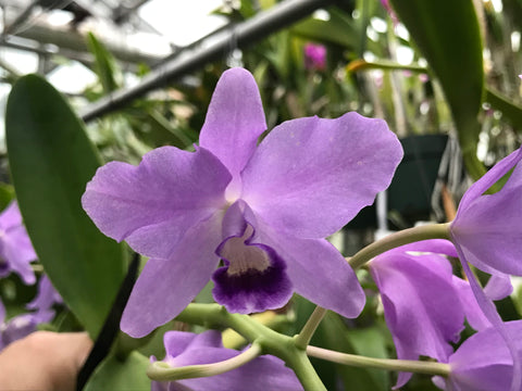 C. bowringiana coerulea `Waldor' Division #1 Original Division Cattleya Orchid Plant