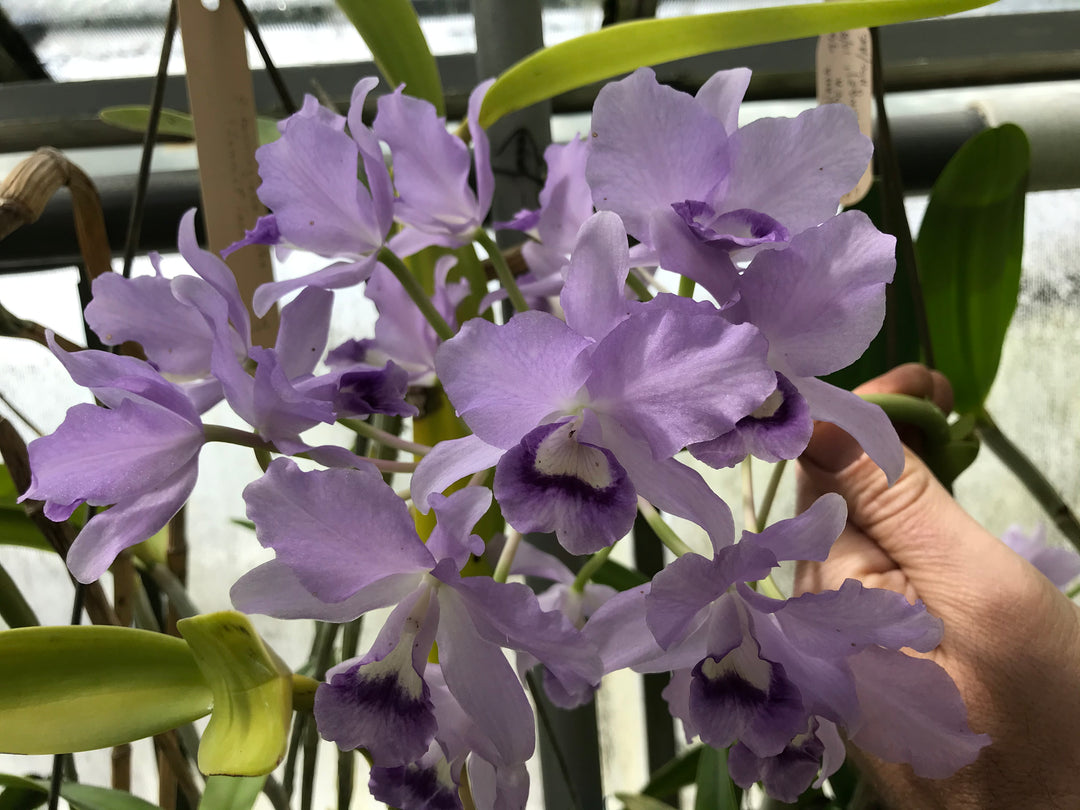 C. bowringiana coerulea `Blue Angel&