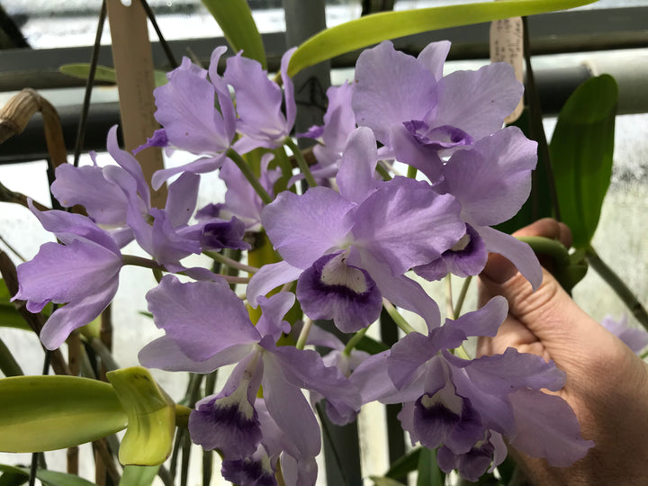 C. bowringiana coerulea `Blue Angel&