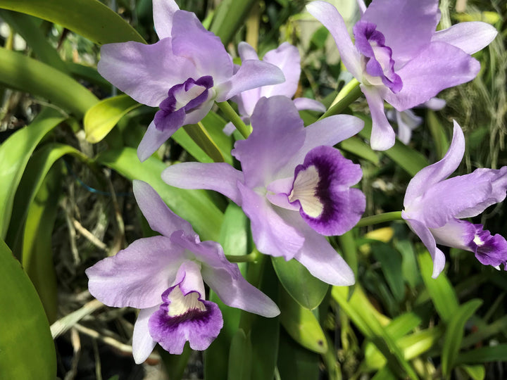 C. bowringiana coerulea `Blue Angel&