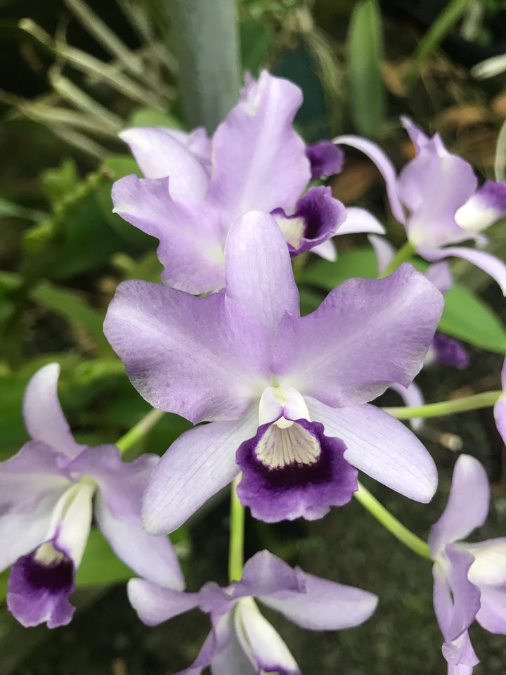 C. bowringiana coerulea `Fat Violet&